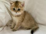 Bri Lola - British Shorthair Cat For Sale - Brooklyn&comma; NY&comma; US