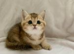 Bri Lord - British Shorthair Cat For Sale - Brooklyn&comma; NY&comma; US