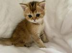 Bri Tom - British Shorthair Cat For Sale - Brooklyn&comma; NY&comma; US