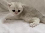 Bri Kevin - British Shorthair Cat For Sale - Brooklyn&comma; NY&comma; US