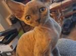 Owl - Devon Rex Cat For Sale - Stanford&comma; MT&comma; US