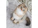 D O N U T - Scottish Fold Cat For Sale - Fontana&comma; CA&comma; US
