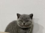 Abby - British Shorthair Cat For Sale - Philadelphia&comma; PA&comma; US