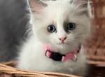 Pearl Pink - Ragdoll Cat For Sale - NC&comma; US