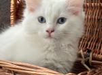Cupcake blue - Ragdoll Cat For Sale - NC&comma; US