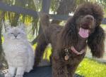 Odessa - Siberian Cat For Sale - Melbourne&comma; FL&comma; US