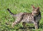 Golden Savannah Boy - Savannah Cat For Sale - Lakeland&comma; FL&comma; US