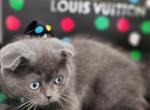RARE DOMINANT BLUE EYED - Scottish Fold Cat For Sale - Grand Rapids&comma; MI&comma; US