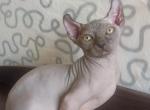 YAMIR ELF - Sphynx Cat For Sale - Abington&comma; PA&comma; US
