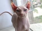 Yanni ELF - Sphynx Cat For Sale - Abington&comma; PA&comma; US