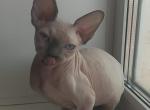 Zarina Sphynx - Sphynx Cat For Sale - Abington&comma; PA&comma; US