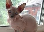 Zlata Sphynx - Sphynx Cat For Sale - Abington&comma; PA&comma; US