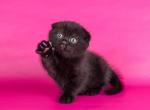 Betman - Scottish Fold Cat For Sale - Hollywood&comma; FL&comma; US