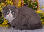 Cleopatra - Scottish Fold Cat For Sale - Hollywood&comma; FL&comma; US