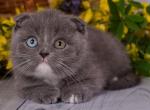 Darya - Scottish Fold Cat For Sale - Hollywood&comma; FL&comma; US