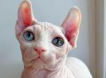 Yaya ELF odd eyed - Sphynx Cat For Sale - Abington&comma; PA&comma; US