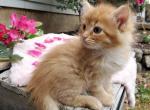 Amber - Domestic Cat For Sale - Barto&comma; PA&comma; US