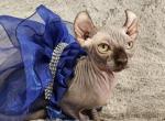 SOLD Elf Girl Lola  Chocolate color - Sphynx Cat For Sale - Lockport&comma; IL&comma; US