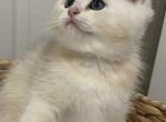 New litter - Scottish Straight Cat For Sale - Staten Island&comma; NY&comma; US