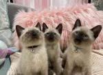 Julip and Jack's 3rd litter - Siamese Cat For Sale - Ypsilanti&comma; MI&comma; US
