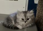 Amethyst - Persian Cat For Sale - Farmington&comma; MI&comma; US