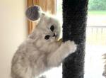 Gold - Persian Cat For Sale - Farmington&comma; MI&comma; US