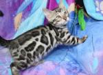 Brazil - Bengal Cat For Sale - Boston&comma; MA&comma; US