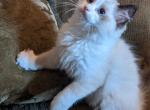 TICA Bicolor Ragdoll Kitten Female - Ragdoll Cat For Sale - Saint Joseph&comma; MO&comma; US