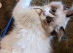 TICA Seal Bicolor Ragdoll Kitten Female - Ragdoll Cat For Sale - Saint Joseph&comma; MO&comma; US