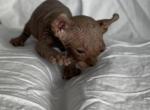 Fry Elf - Sphynx Cat For Sale - Columbus&comma; OH&comma; US