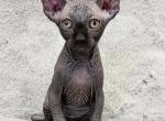 SOLD Black Elf Girl Dolly - Sphynx Cat For Sale - Lockport&comma; IL&comma; US