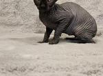 SOLD Black Girl  Elf Elliy - Sphynx Cat For Sale - Lockport&comma; IL&comma; US
