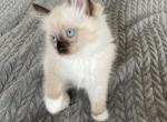 Chocolate Point Male Ready to Go - Ragdoll Cat For Sale - Central Nyack&comma; NY&comma; US