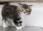 H E N R Y - Scottish Straight Cat For Sale - Fontana&comma; CA&comma; US