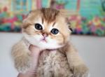 Olaf - Scottish Fold Cat For Sale - Levittown&comma; PA&comma; US