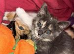 Ashes - Munchkin Cat For Sale - West Palm Beach&comma; FL&comma; US