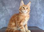 Golden - Maine Coon Cat For Sale - Staten Island&comma; NY&comma; US