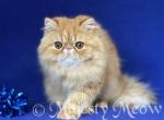 Lyeva - Persian Cat For Sale - Yucca Valley&comma; CA&comma; US