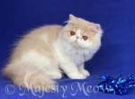Romeo - Persian Cat For Sale - Yucca Valley&comma; CA&comma; US