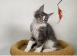 Nick - Maine Coon Cat For Sale - Hollywood&comma; FL&comma; US