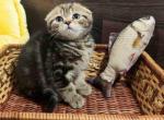 Located in LA Bruce butterfly tabby marbled boy - Scottish Fold Cat For Sale - CA&comma; US
