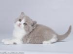 Romann lilac and white British shorthair baby boy - British Shorthair Cat For Sale - CA&comma; US