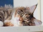 Kvitka watercolor calico girl Maine Coon - Maine Coon Cat For Sale - CA&comma; US