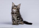 Varg elite maine coon kitten black tabby color - Maine Coon Cat For Sale - CA&comma; US