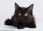 Undger black solid gorgerous Maine Coon - Maine Coon Cat For Sale - CA&comma; US