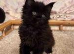 Elite Maine Coon kittens solid black color - Maine Coon Cat For Sale - CA&comma; US