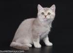 Kastiel rare color lilac ticked british shorthair - British Shorthair Cat For Sale - CA&comma; US