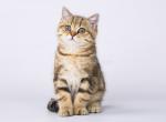 Sinoptik tiger butterfly tabby british shorthair - British Shorthair Cat For Sale - CA&comma; US
