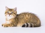 Spotify golden cheetah tabby british shorthair boy - British Shorthair Cat For Sale - CA&comma; US