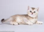 Rixi lilac silver chinchilla british shorthair - British Shorthair Cat For Sale - CA&comma; US